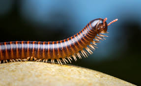 <p>What are the characteristics of myriapods?</p>