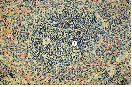 <p>name of histologic slide:</p><p>Specie:</p><p>Parts</p><p>1.__ 2.__ </p><p>Stain used:</p>