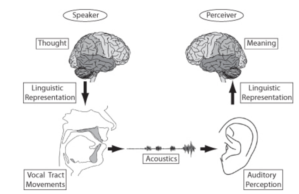 <p>The speech chain is a simple model of spoken communication that highlights the transformation of an intention in the mind of the speaker to an understanding in the mind of the listener.</p>