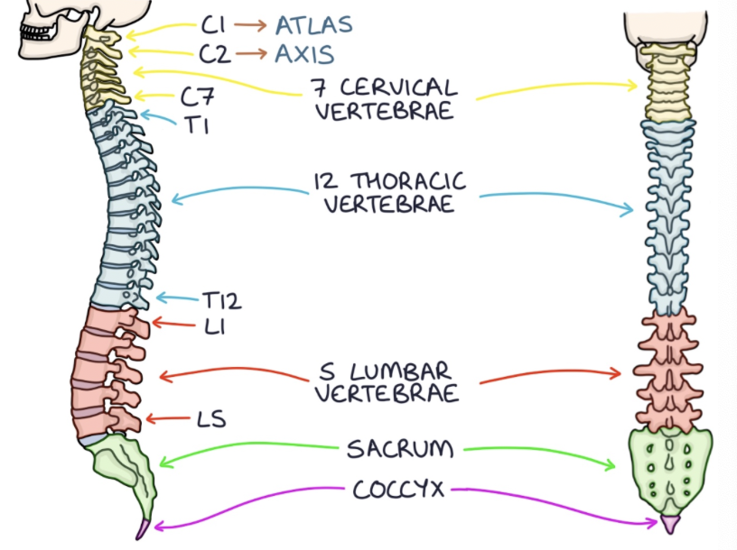<p>c1, c2, c3, c4, c5, c6, c7, t1, t2, t3, t4, t5, t6, t7, t8, t9, t10, t11, t12, l1, l2, l3, l4, l5, sacrum, coccyx</p>