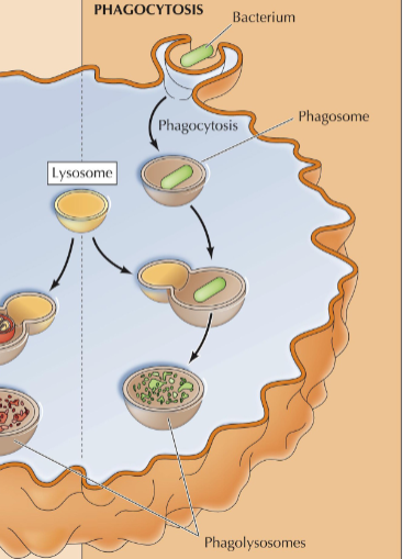 <p>specialized cells such as macrophages take up and degrade large particles— bacteria, cell debris, aged cells, cells with eat me signals</p>
