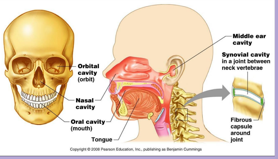 <p>■ In addition to the large, closed body cavities there are several types of smaller body cavities</p><p>– Oral cavities</p><p>– Nasal cavities</p><p>– Orbital cavities</p><p>– Middle ear cavities</p><p>– Synovial cavities</p>