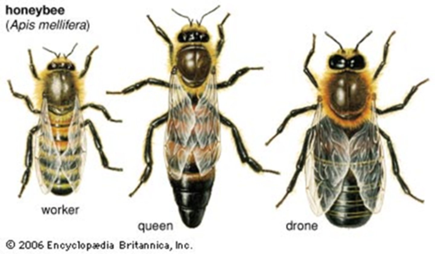 <p>the only reproductive female in the hive, and her only function is to reproduce</p>