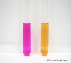 <p>What <strong>enzyme </strong>is detected in this medium?</p>