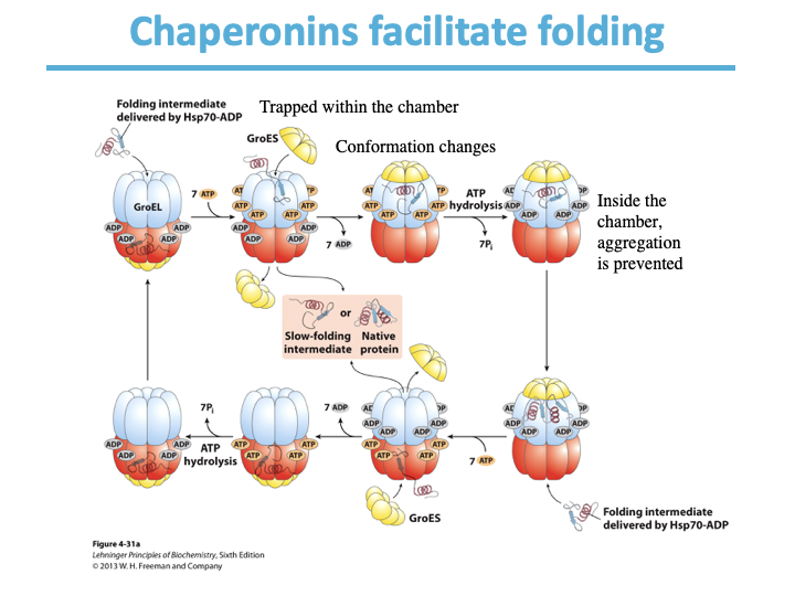 <ul><li><p>Misfolding</p></li><li><p>folding </p></li></ul><p></p>