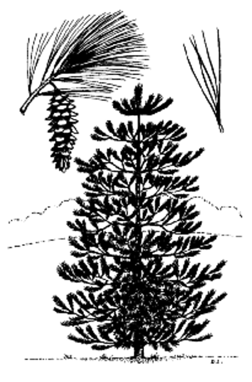 <p>5 needles blue green 3-5 inches, 4-8 inch curved cone thin scales - open up</p>