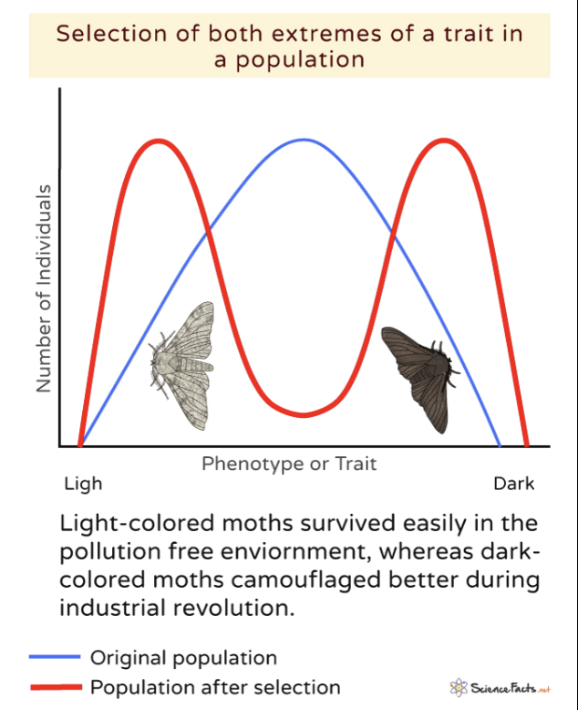 <p>Favors both extremes phenotypes at both ends</p><ul><li><p>Genetic variation is increased</p></li></ul><p>Ex) black/white moths in polluted forest</p>