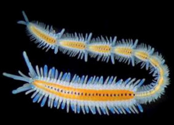<ul><li><p>Live in burrows/tubes, secretions + substrates</p></li><li><p>Parapodia for water movement - feeding, breathing, and waste disposal</p></li><li><p>Some have feathery radioles (feathery, tentacle-like structures that are used for respiration and filter feeding)</p></li><li><p>Larvae is used for dispersal</p></li></ul><p>Reproduction - discrete sexes, gametes from peritoneum</p><ul><li><p>Epitoky - specialized, swimming form, epitokes bud off and the atoke is left behind</p></li><li><p>Triggers are complex</p></li></ul><p>Fertilization - usually external = trochophore larvae (free-swimming larvae)</p><ul><li><p>“Wheel bearer,” 3 rings of cilia</p></li><li><p>Telotroch on pygidium (hind segment of body) - new segments bud off this</p></li><li><p>Cilia and digestive tract - can survive in environment, allows dispersal, some polychaetes lack larvae (use eggs instead)</p></li><li><p>Limited asexual reproduction, usually by fragmentation</p></li></ul><p></p>