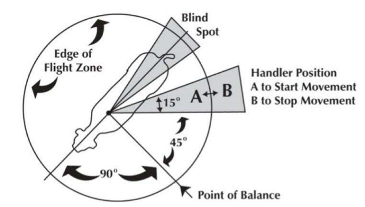<p>Note:<span><span> </span></span>Tame animals have a smaller flight zone and experience less stress while being handled.</p>