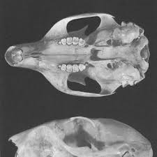 <p>What species?</p>