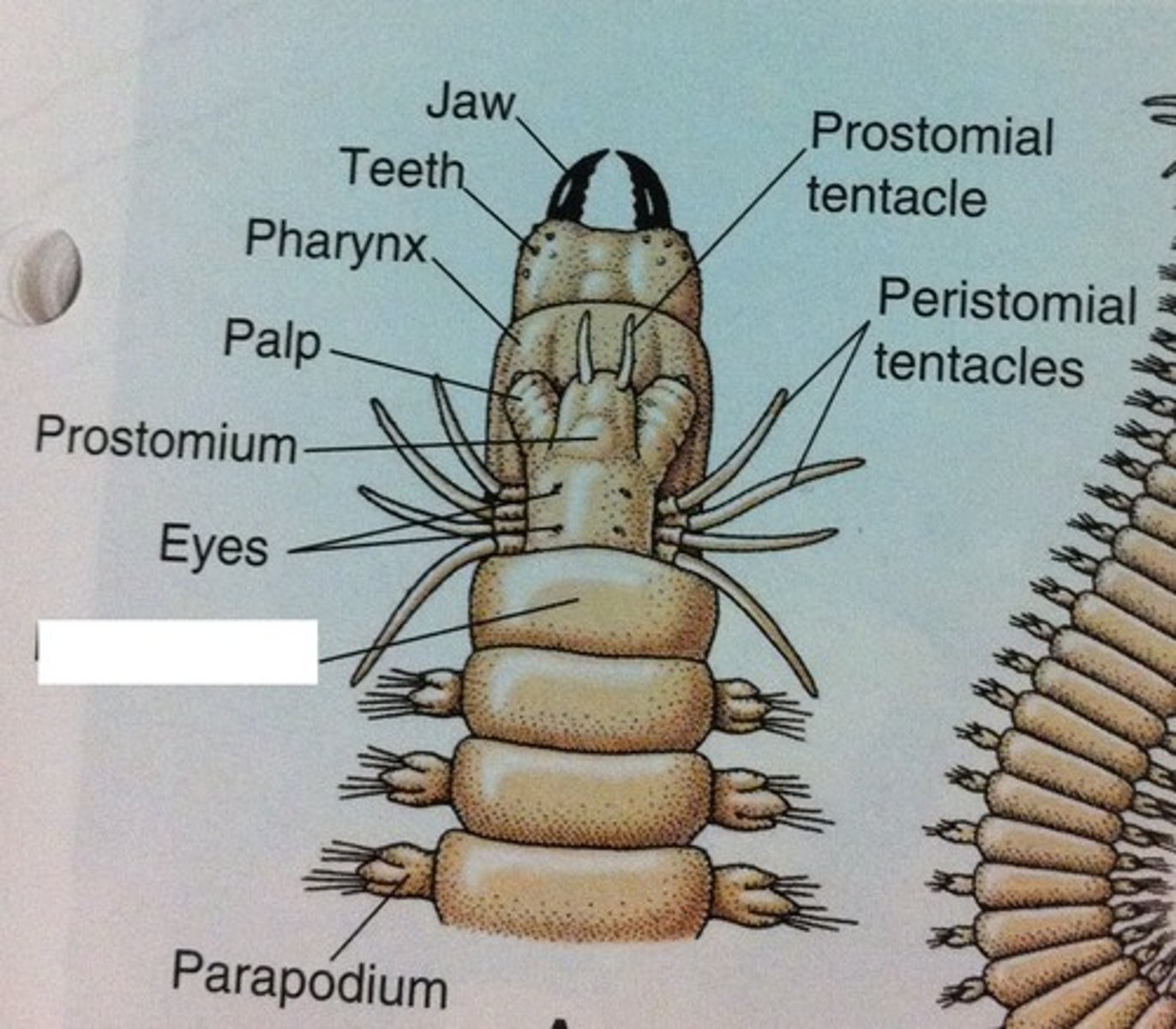 <p>pharynx: extends to capture food</p>