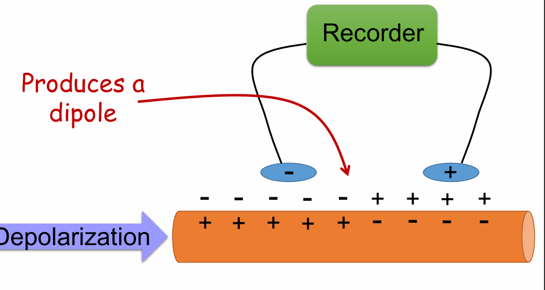 <p>Inside positive, outside negative</p><p>Produces a dipole</p>