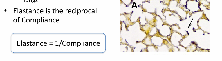<p>-measure of the tendency of the lungs to recoil after removal of a distending force (inspiration)</p><p>-measure of the amount of work needed to expand the lungs</p><p>-elastic properties of the lung are due to the presence of abundant elastin fibers in the extracellular matrix</p>