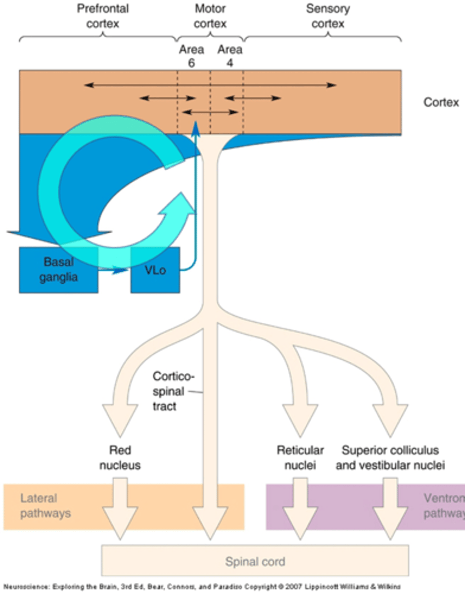 <p>The motor loop consists of 2 pathways, what are they?</p>