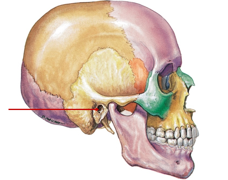 <p>Ear canal (sound waves)</p>