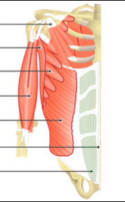 <p>Trunk Muscle</p>