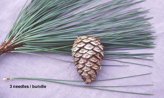 <p>ponderosa pine</p>