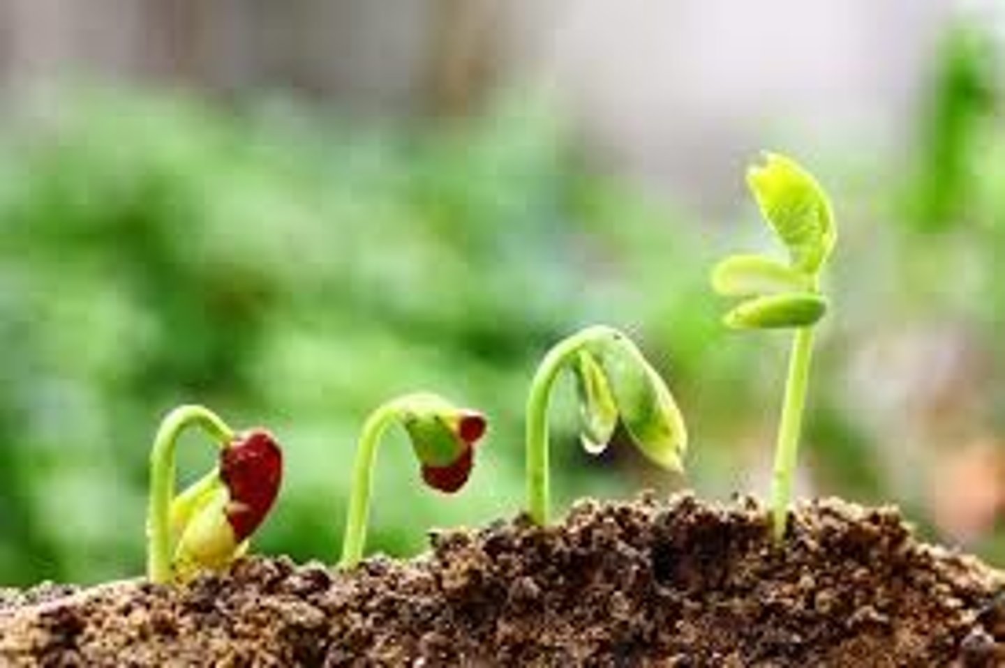 <p>botany</p>