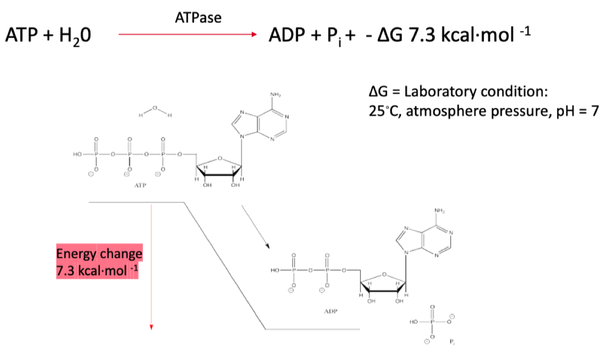 <p>ATP hydrolysis</p><ul><li><p>Decomposition reaction with water</p><ul><li><p>ATP + H2O → ADP + Pi + (-7.3 kcal)</p></li></ul></li><li><p>Enzyme: ATPase</p></li></ul>