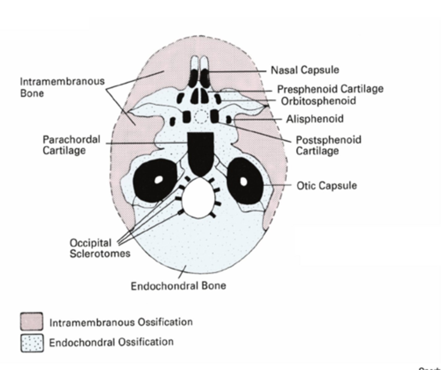 <p>Endochonrral and intramembranous skeletal elements contribute to the cranial base</p>
