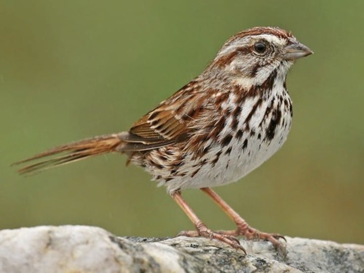 <p>Song Sparrow</p>