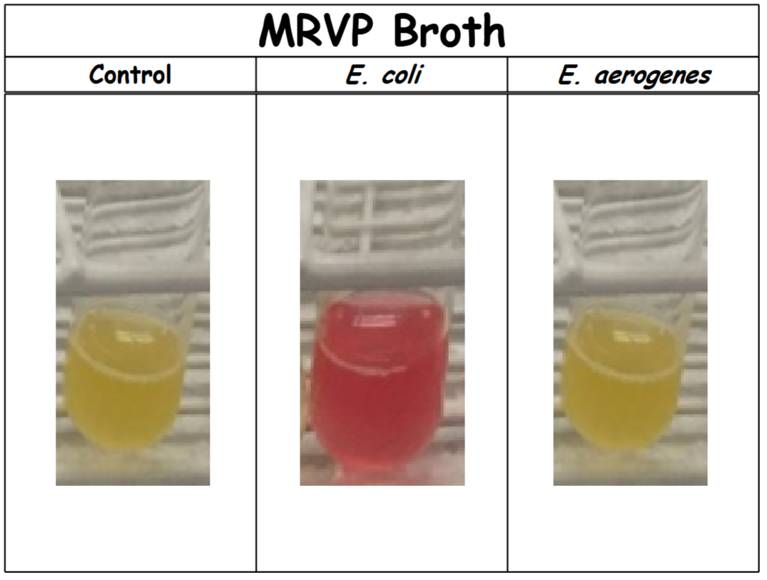 <p>control: no color change (-). Organism does not perform a mixed acid fermentation (acidic end products were not made in detectable amounts).</p><p>E. coli: red (+). Organism performs a mixed acid fermentation.</p><p>E. aerogenes: no color change (-). Organism does not perform a mixed acid fermentation (acidic end products were not made in detectable amounts).</p>