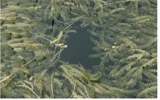 <p><em>Hydrilla verticillata</em> (Hydrocharitacea) →<strong> hydrilla, waterthyme</strong></p><p><strong><u>CO NOXIOUS WEED LIST A</u></strong></p><p>• Dioecious, perennial, submerged aquatic species.</p><p>• Female flowers consist of 3 sepals and 3 petals, white to reddish brown.</p><p>• Male flowers are inconspicuous and green.</p><p>• Reproduction by tubers, turions, seeds and stem fragments.</p><p>• Stems near the top of the water column are highly branched, forming dense mats.</p>