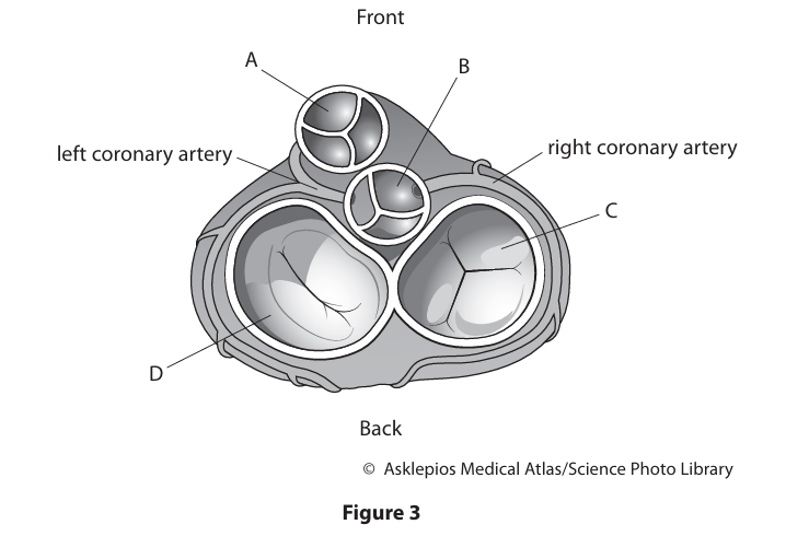 <p>Figure&nbsp;3 shows a transverse (cross) section of a human heart, seen from above. The section shows the four heart valves.</p><p>Identify the aortic valve in Figure&nbsp;3. (1)</p><p>-A</p><p>-B</p><p>-C</p><p>-D</p>