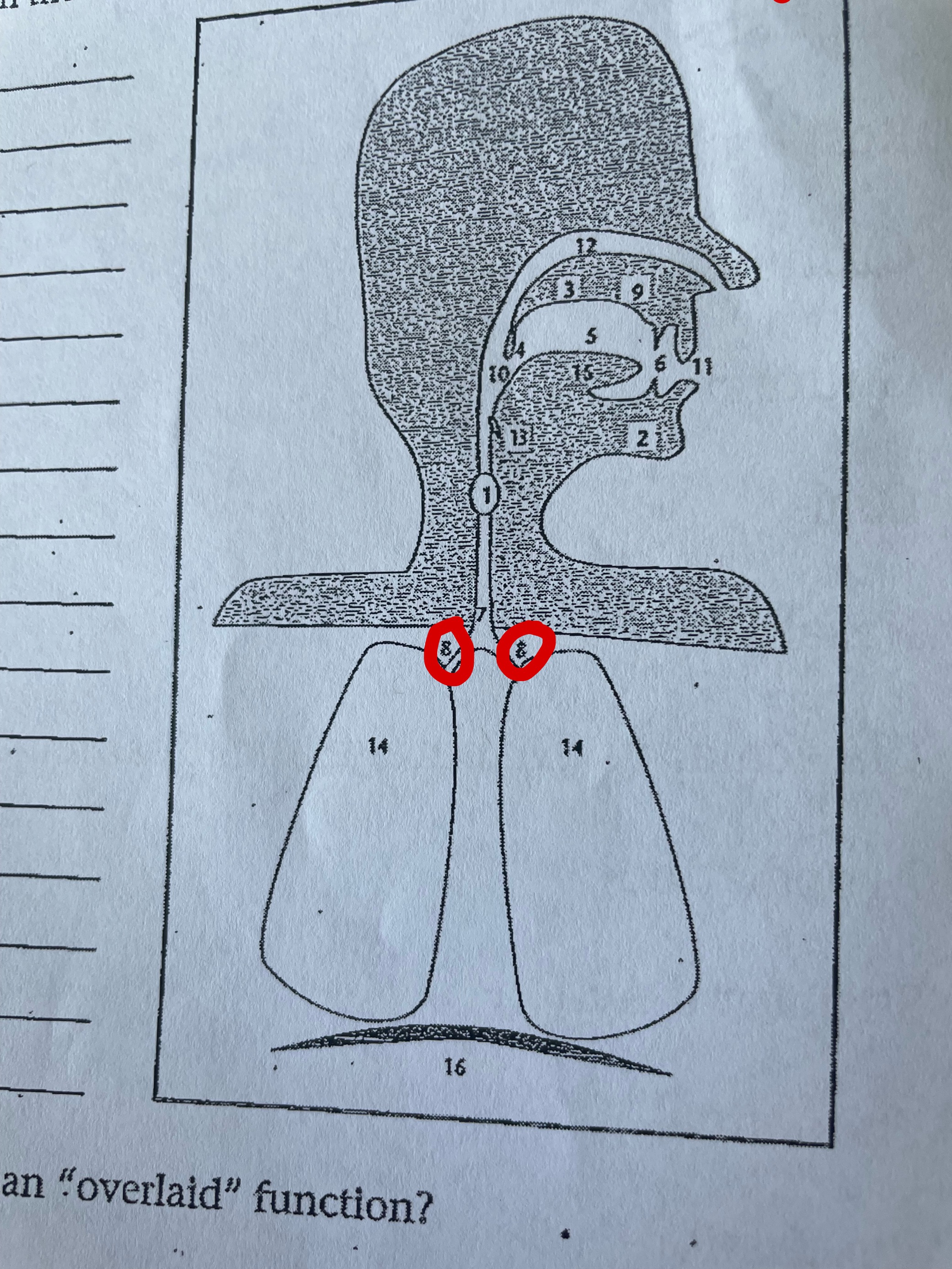 term image