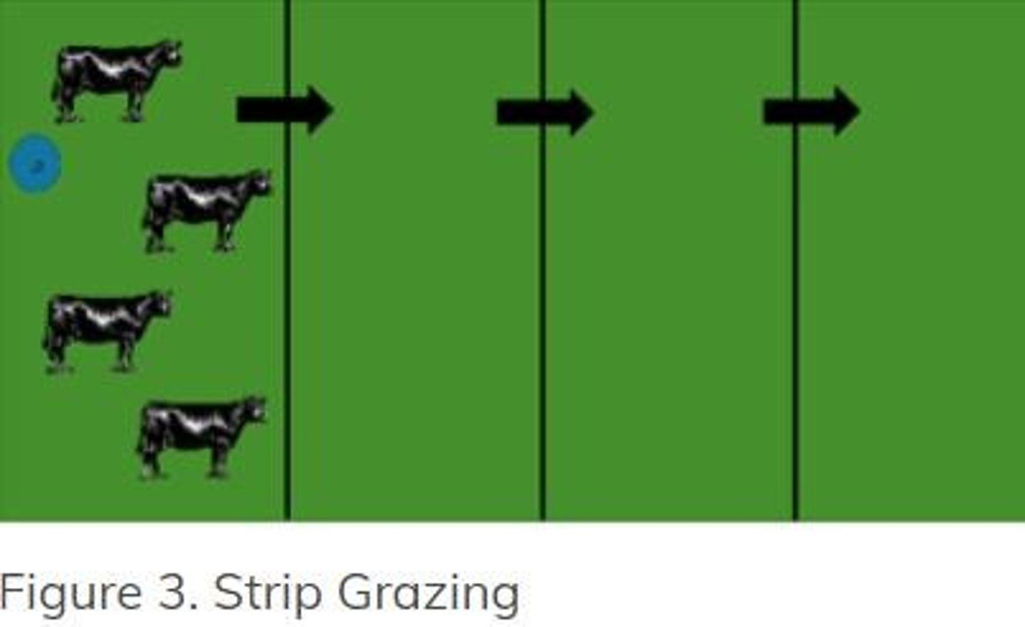 <p>Grazing livestock outdoors during winter months.</p>