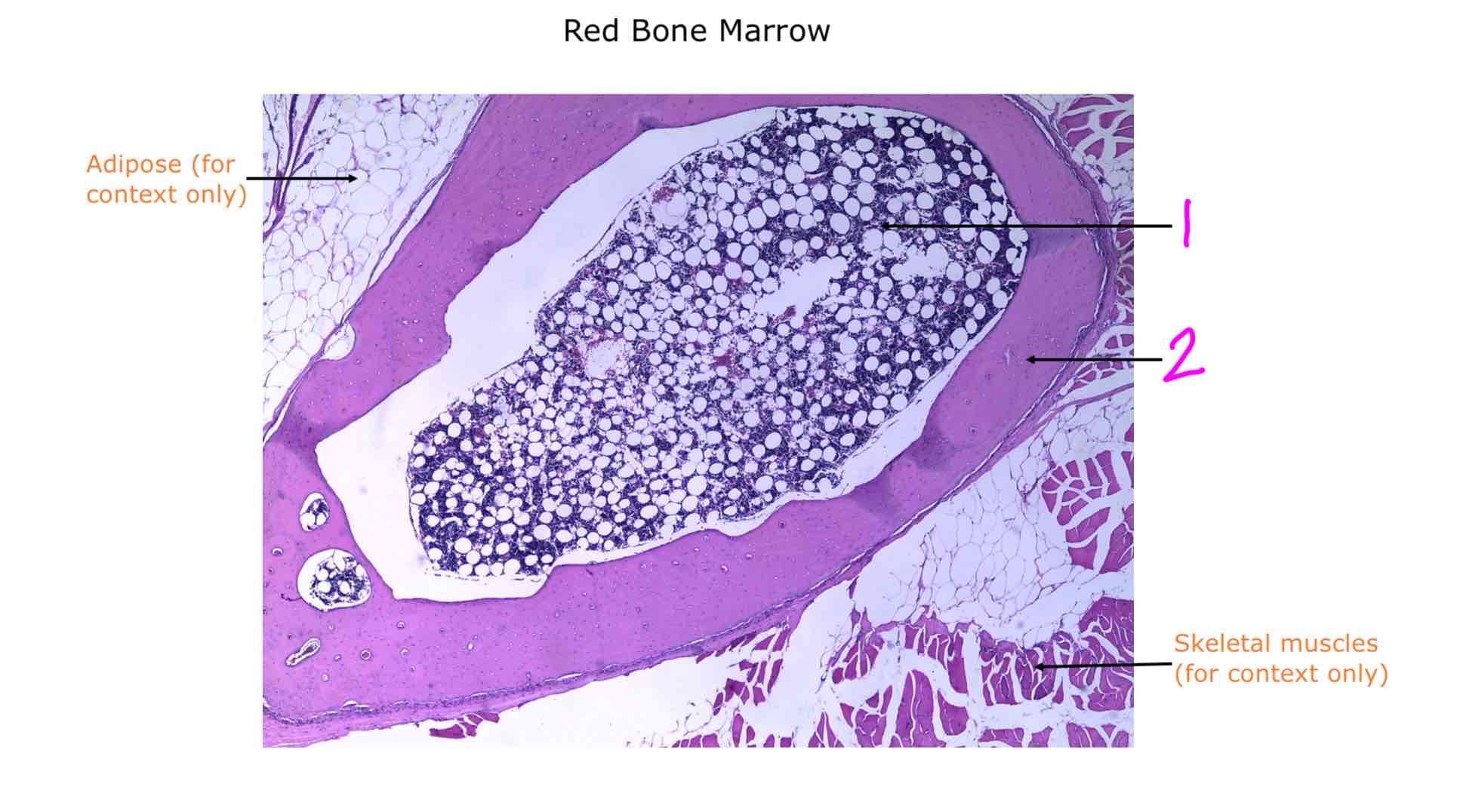 <ol><li><p></p></li><li><p></p></li></ol>