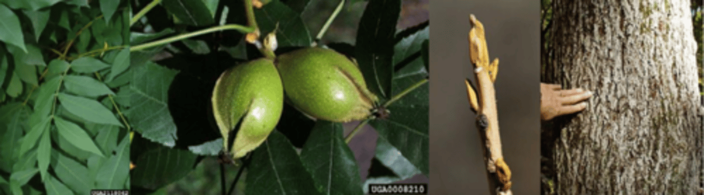 <p>Leaves: alternate; 6-10” long; pinnately compound w/ 7-11 leaflets; narrower than C. glabra; upper surface bright green. </p><p>Twigs: slender compared to other hickories; more or less pubescent; lenticellate. </p><p>Buds: terminal buds 1/3-3/4” long; cylindrical or somewhat 4-angled, valvate, sulfur-yellow and scurfy pubescent; lateral buds smaller, often short-stalked, divergent. </p><p>Fruit: ¾-1¼” long; thin husk and 4-winged above the middle, nut shell smooth; meat bitter tasting. </p><p>Bark: close, firm, and tight for many years; eventually in low, narrow ridges in an interlacing pattern, gray colored to mottled gray-brown and scaly on older trees. </p><p>Form/Silvics: medium size tree, 60-80’ tall, 12-24” dbh; chiefly associated with other hickories and oaks; found on many soil types from dry, gravelly uplands to rich, moist bottomlands</p>