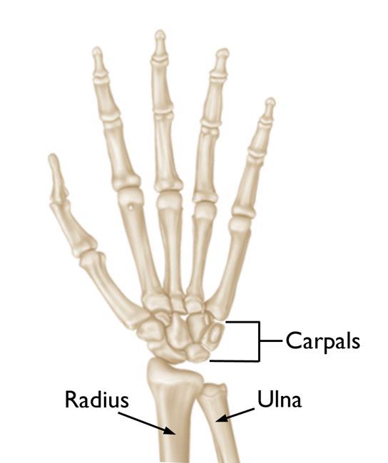 <p>- radius (primarily) </p><p>- proximal carpals</p>