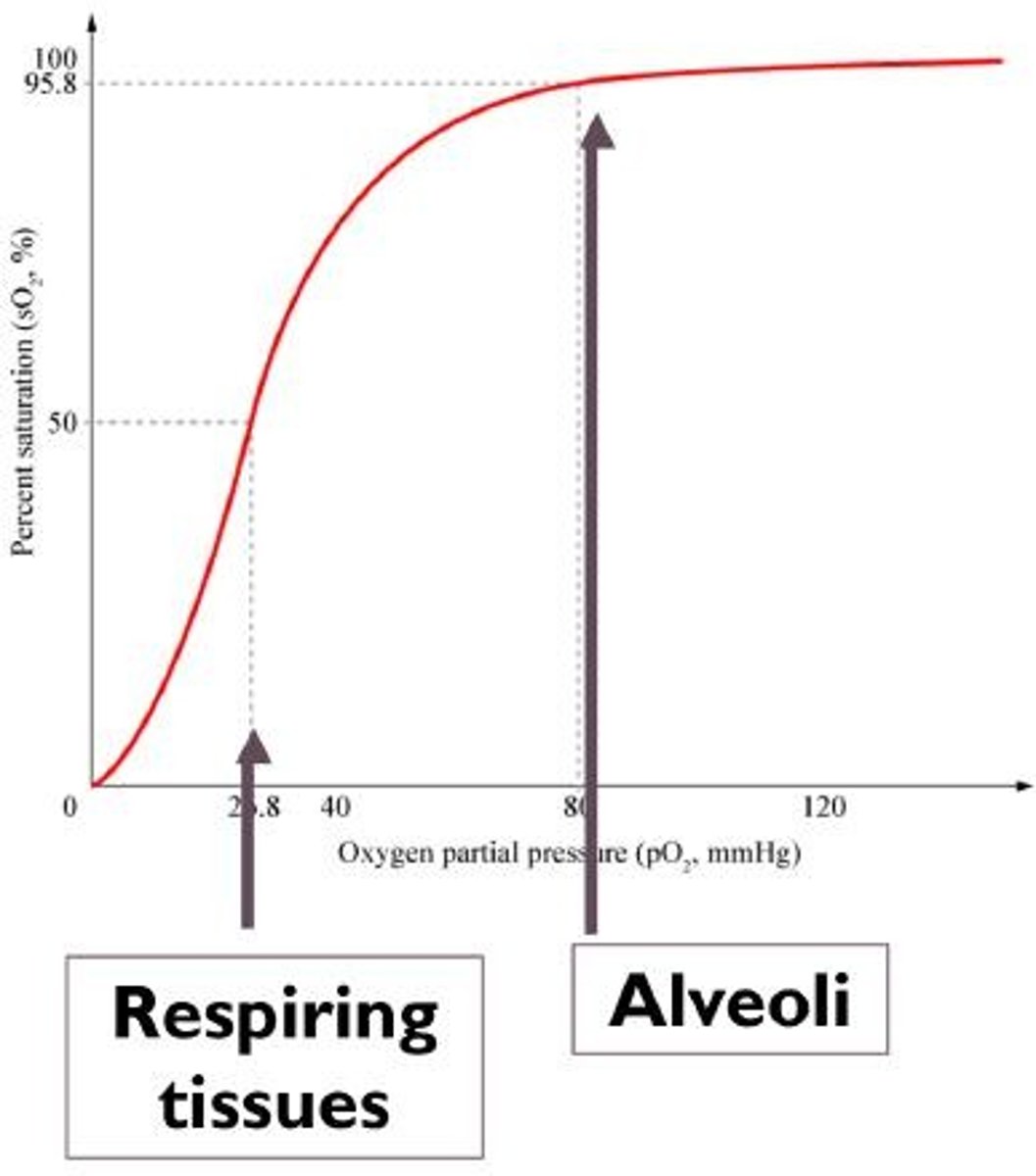 <p>A graph that shows the relationship between the partial pressure of oxygen and hemoglobin saturation.</p>