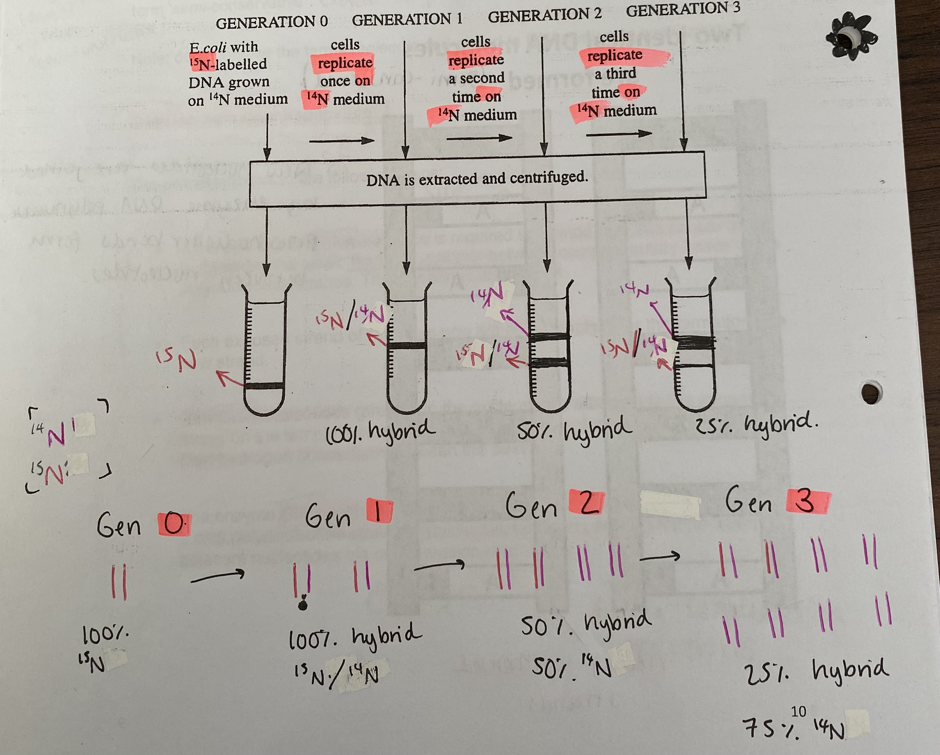 <p><strong>Experiments by Meselson and Stahl in 1958</strong></p><ul><li><p>used bacteria E.coli grown in a medium containing heavy isotope (15N)</p></li><li><p>then transferred to a medium containing normal <strong>light</strong> isotope of nitrogen (14N) and allowed to grow</p></li><li><p>After periods of time, samples were taken and the DNA was extracted and centrifuged</p></li></ul><p></p>