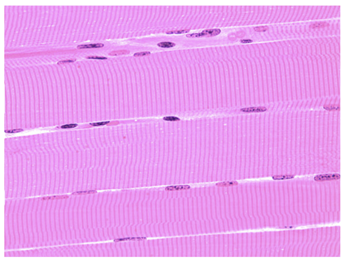 <p>Name the tissue.</p>