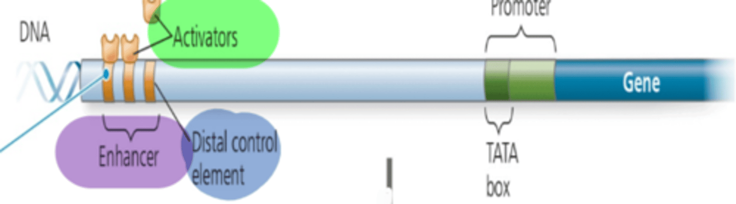 <p>a regulatory protein that binds to specific sites on DNA and stimulates transcription; involved in positive control</p>