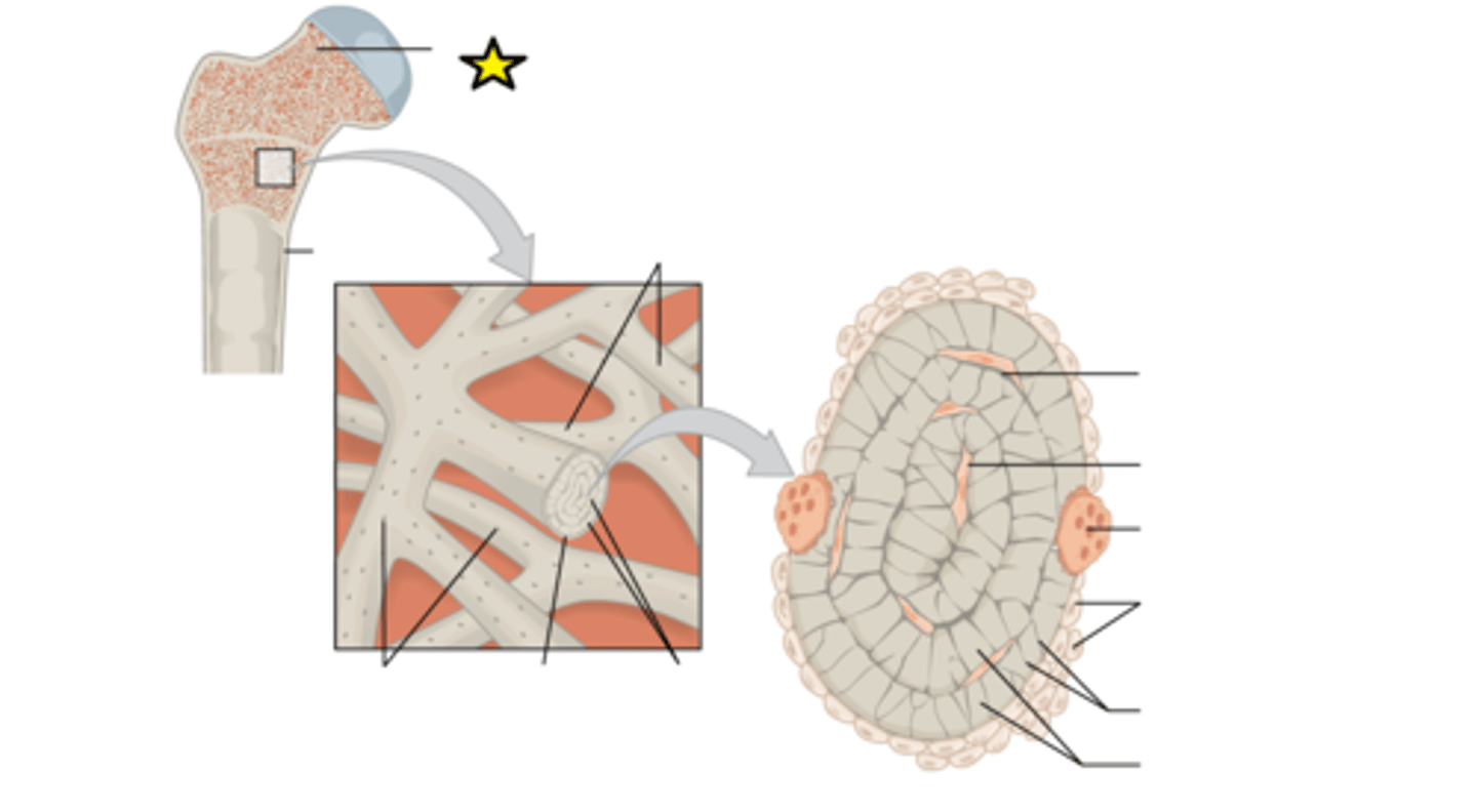 <p>Layer of bone tissue having many small spaces and found just inside the layer of compact bone</p>
