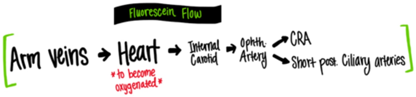 <p>medial cubital -&gt; basilic -&gt; axillary -&gt; subclavian -&gt; brachiocephalic -&gt; sup vena cava -&gt; R heart -&gt; lungs -&gt; L heart -&gt; internal carotid -&gt; ophthalmic artery -&gt; CRA and SPCA -&gt; retina and choroid</p>