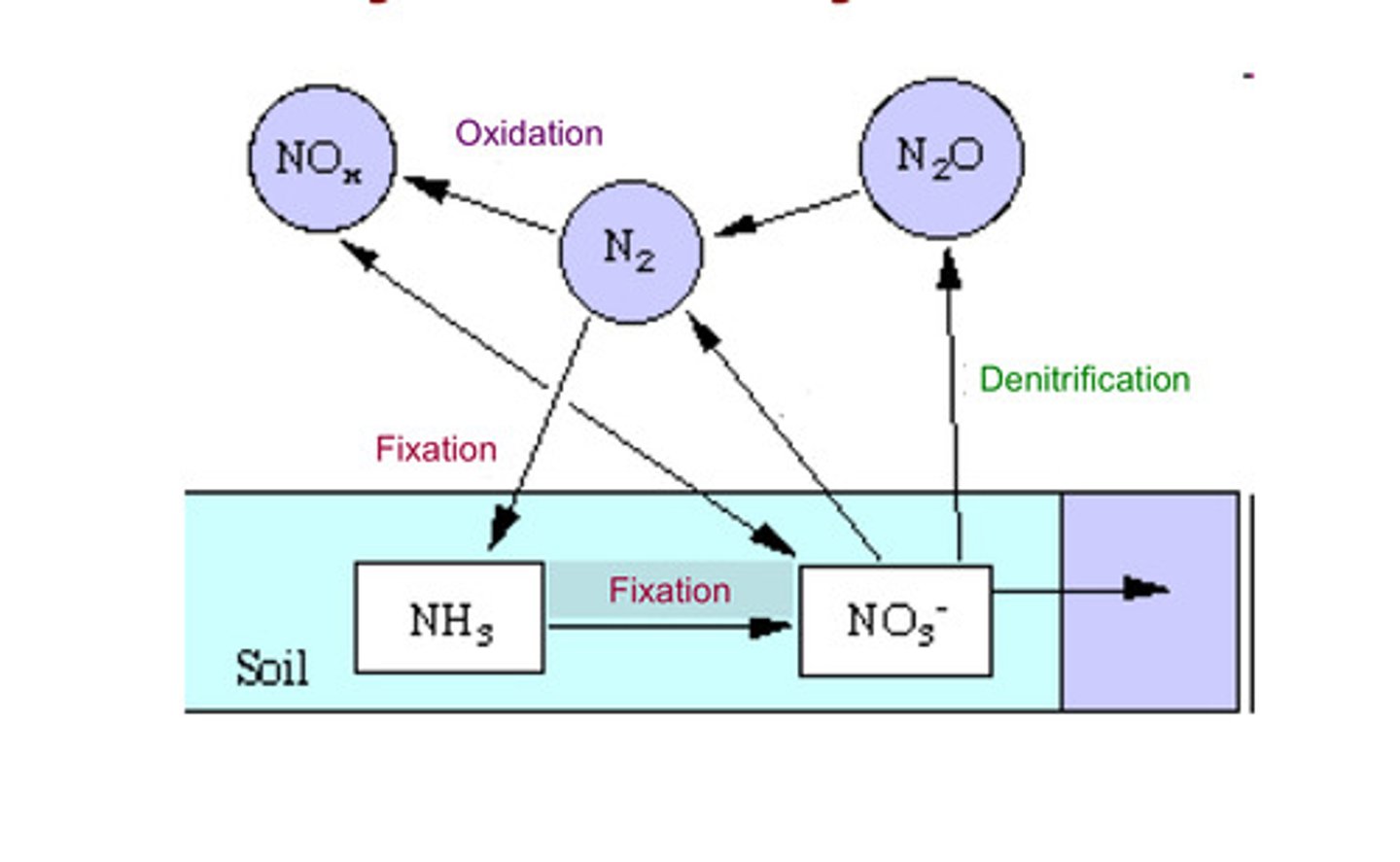<p>Movement of nitrogen between the atmosphere, soil, and organisms; dependent on microbes for nitrogen fixation and denitrification</p>