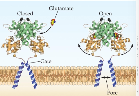 <ul><li><p>part of the glutamate&nbsp;receptor family</p></li><li><p>mediator of fast excitory synaptic transmission</p></li><li><p>permeabile to sodium, potassium, calcium</p></li><li><p>4 subunits consisting of 2 dimers</p></li></ul><p></p>
