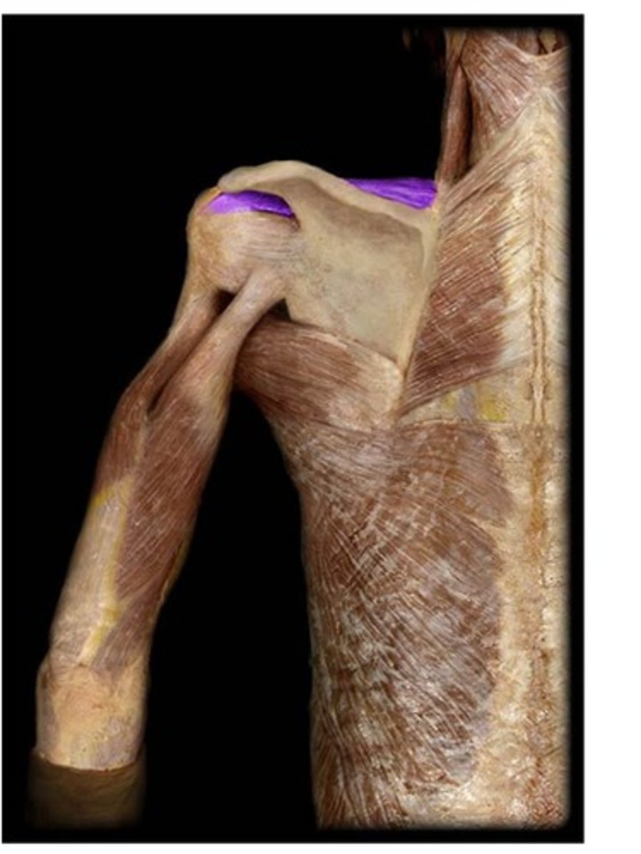 <p>abducts arm</p><p>-subscapular nerve</p>
