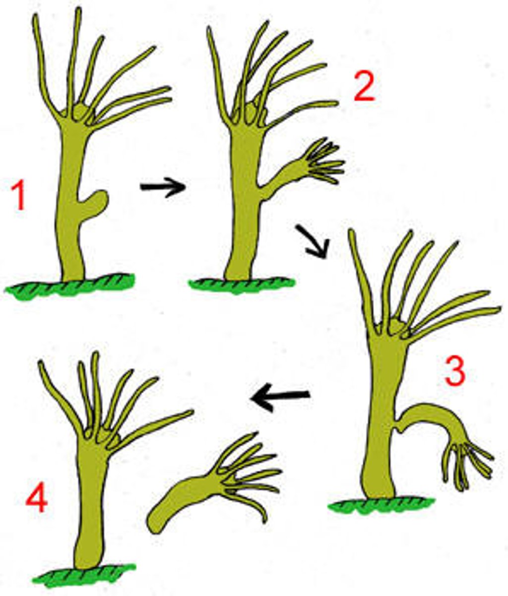 <p>A reproductive process that involves only one parent and produces offspring that are identical to the parent.</p>
