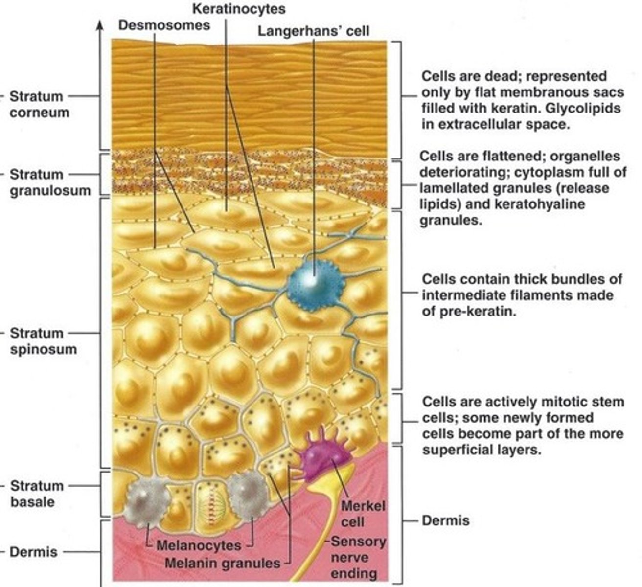<p>cells that produce melanin</p>
