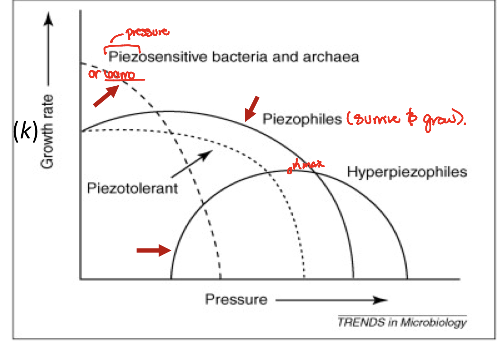 <p>piezosensitive → piezophiles → hyperpiezophiles</p>