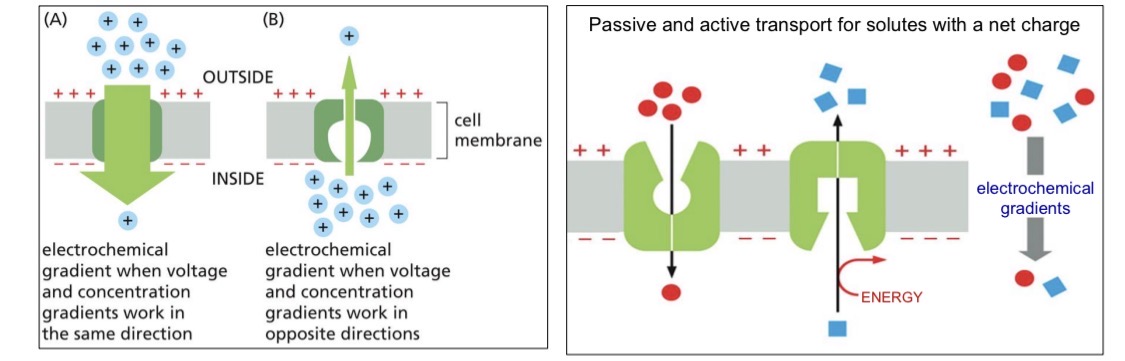<p>Concentration gradient + Resting membrane potential = Electrochemical gradient (electrical gradient)</p>