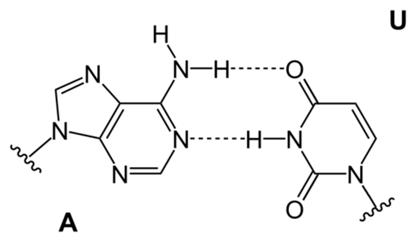 <p>uracil</p>