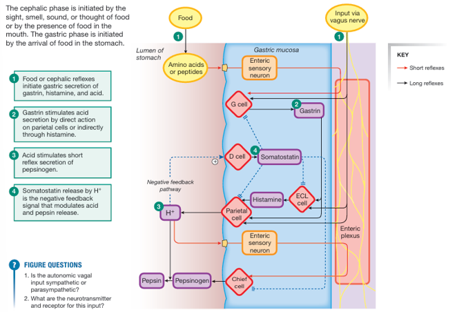<ol><li><p>the cephalic reflex initiates gastic secretion of gastrin, histamine, and acid</p></li><li><p>gastrin stimulates acid secretion by direct action on arietal cells or indirectly through histamine</p></li><li><p>acis stimulates a short reflex of pepsinogen secretion</p></li><li><p>somatostatin release by H+ is the negative feedback signal that modulates acid and pepsin release</p></li></ol><p></p>