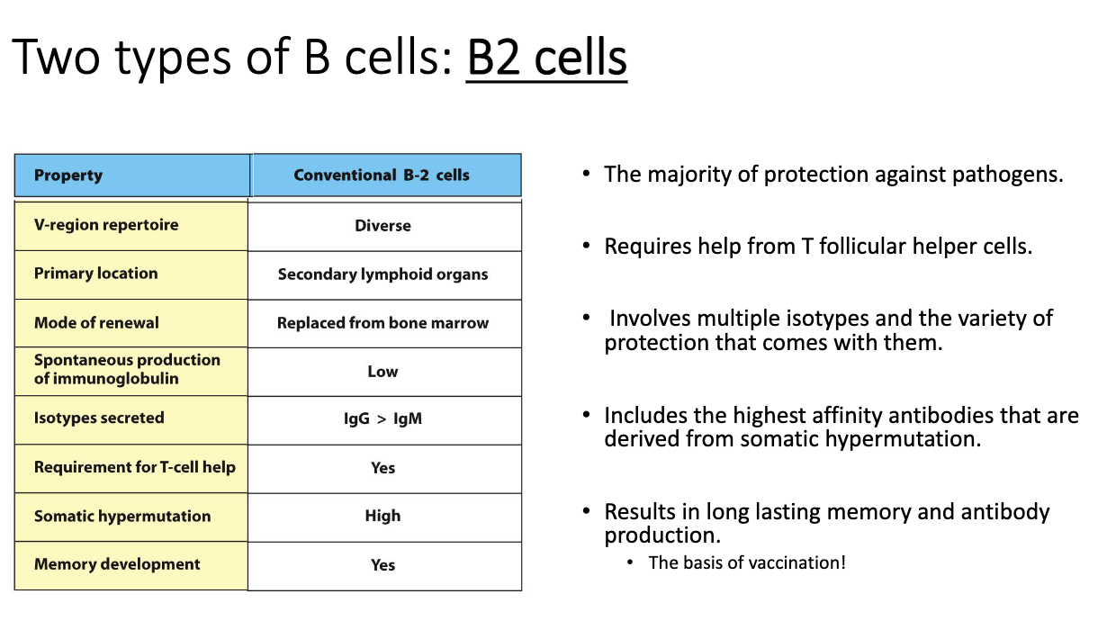 <ul><li><p><strong>B2 cells</strong> mediate most adaptive immunity:</p><ul><li><p>Protective immunity</p></li><li><p>Autoimmunity</p></li><li><p>Anti-cancer antibody responses</p></li><li><p>Allergic responses</p></li></ul></li><li><p>Activation is <strong>T-cell dependent</strong>.</p></li><li><p>B2 cell process:</p><ol><li><p>B cell <strong>binds antigen</strong>.</p></li><li><p>Internalizes &amp; presents it.</p></li><li><p><strong>T cell confirms antigen match</strong> → gives activation signals.</p></li></ol></li><li><p>Activated in <strong>secondary lymphoid organs</strong> (lymph nodes, spleen, Peyer’s patches).</p></li><li><p>Unlike B1 cells, B2 cells <strong>never activate alone</strong>—require T-cell help.</p></li><li><p>T cells provide signals that:</p><ul><li><p><strong>Activate</strong> the B cell</p></li><li><p>Trigger <strong>class-switch recombination</strong> (IgM → IgG, IgA, IgE, etc.)</p></li><li><p>Enable <strong>somatic hypermutation</strong> to improve affinity</p></li><li><p>Select for improved clones (“affinity maturation”)</p></li></ul></li><li><p>Produces <strong>memory B cells</strong>, essential for long-term protection (vaccines rely on this).</p></li></ul><p></p>