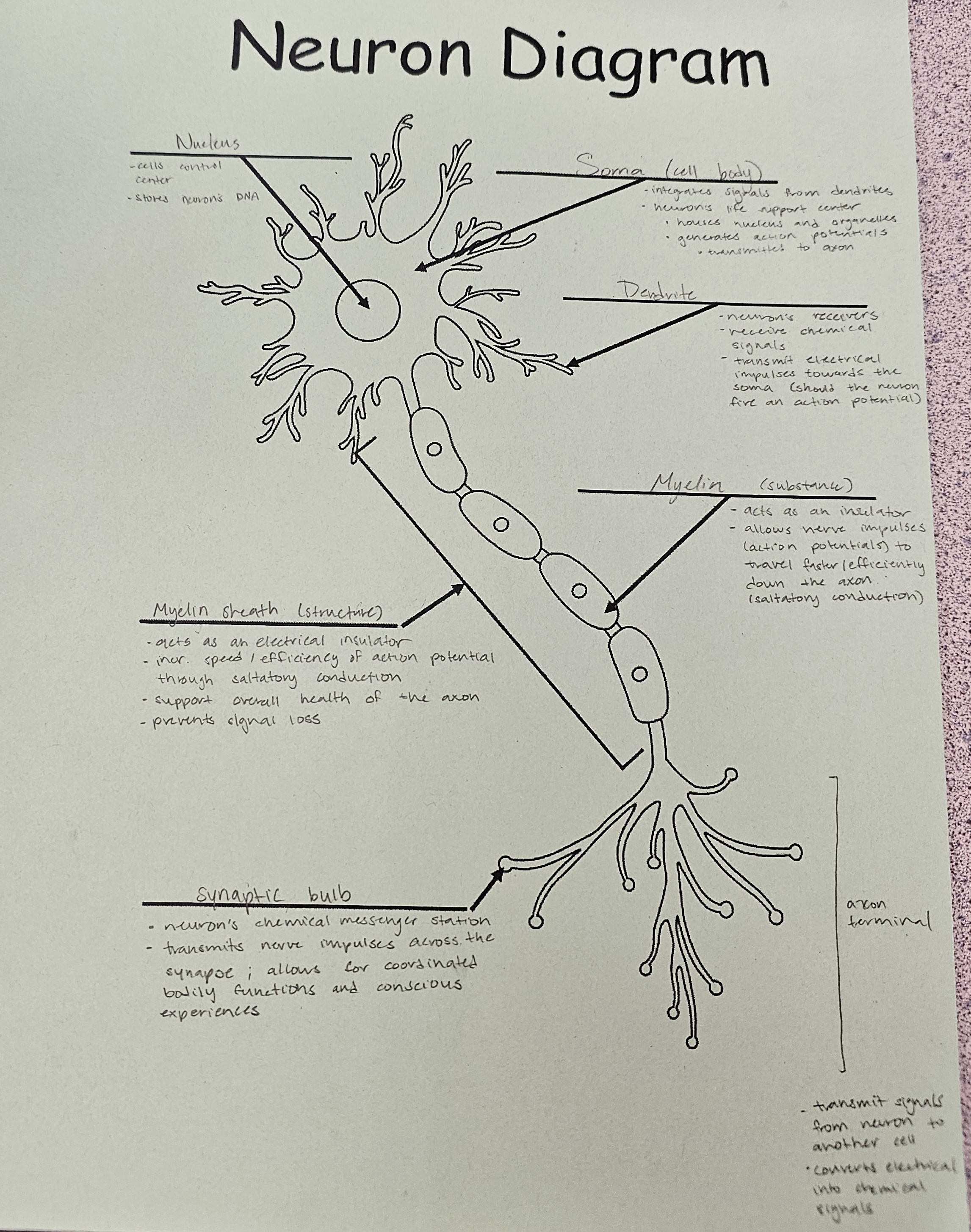<ul><li><p>neuron’s chemical messenger station</p></li><li><p>transmits nerve impulses across the synapse; allows for coordinated bodily functions and conscious experiences</p></li></ul><p></p>